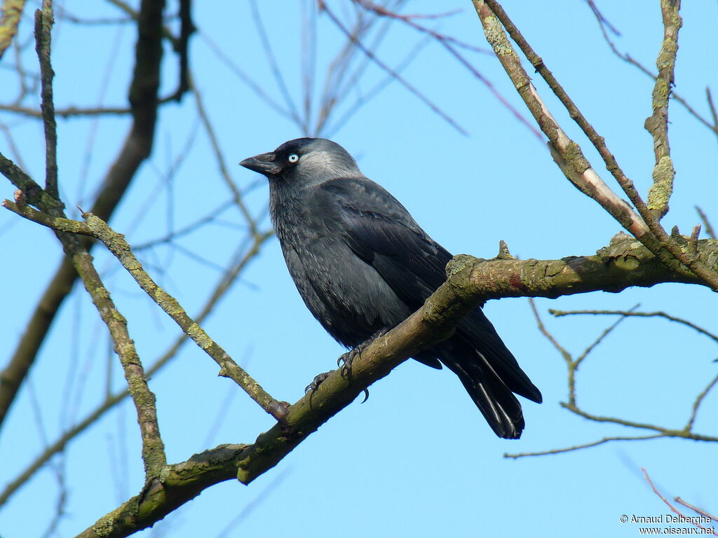 Western Jackdaw