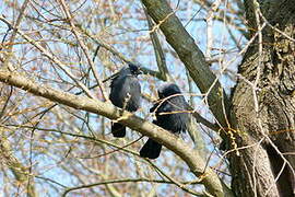 Western Jackdaw