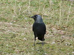 Western Jackdaw