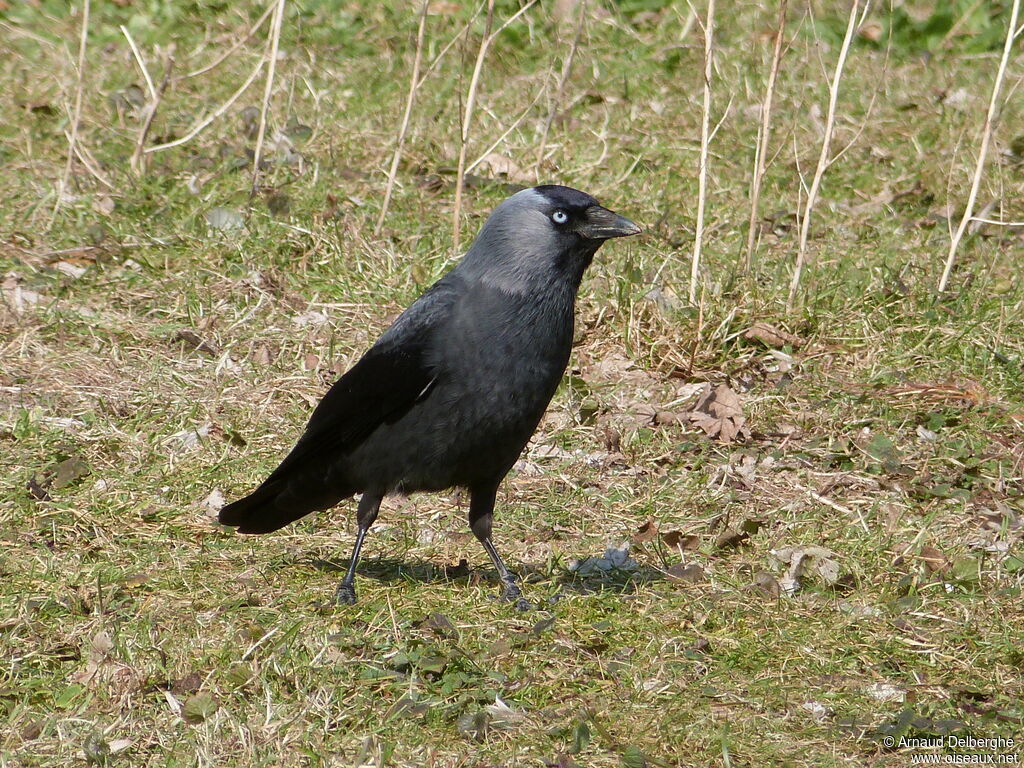 Western Jackdaw