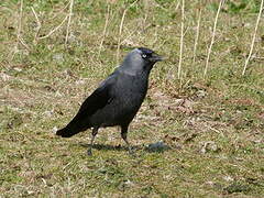 Western Jackdaw