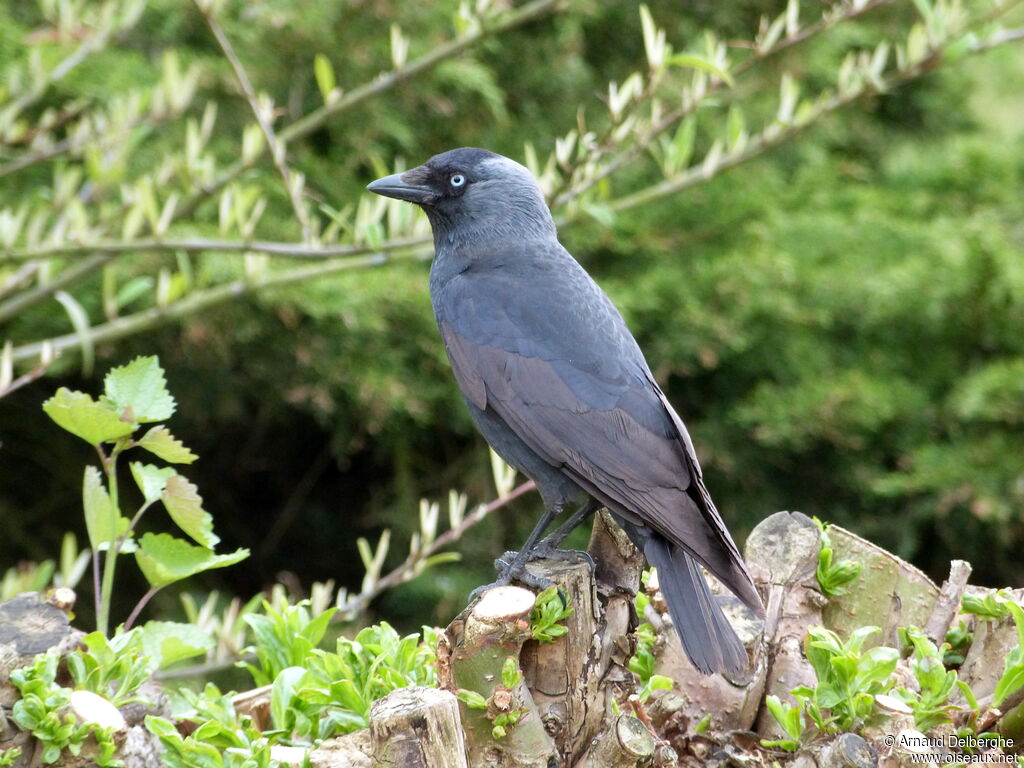 Western Jackdaw