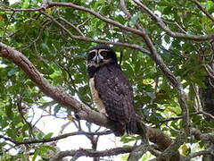 Spectacled Owl