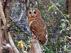 African Wood Owl