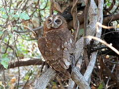 African Wood Owl