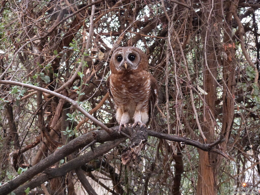 African Wood Owl