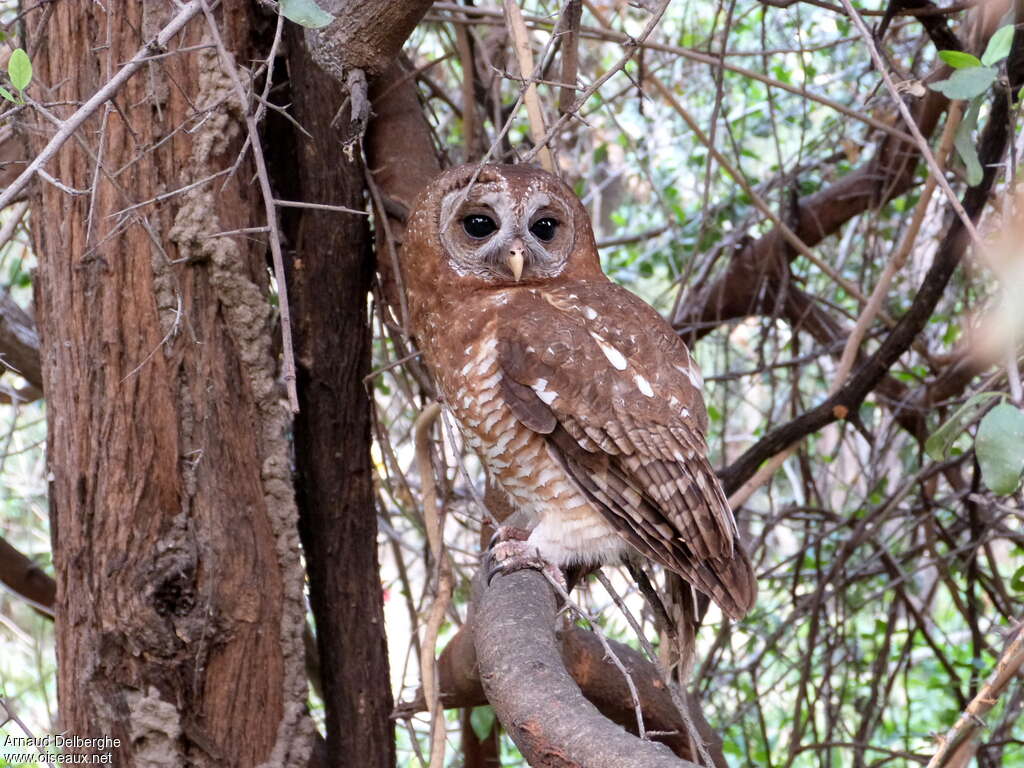 African Wood Owladult, identification