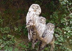 Ural Owl