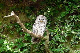 Ural Owl