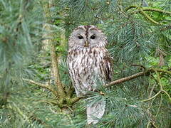 Tawny Owl