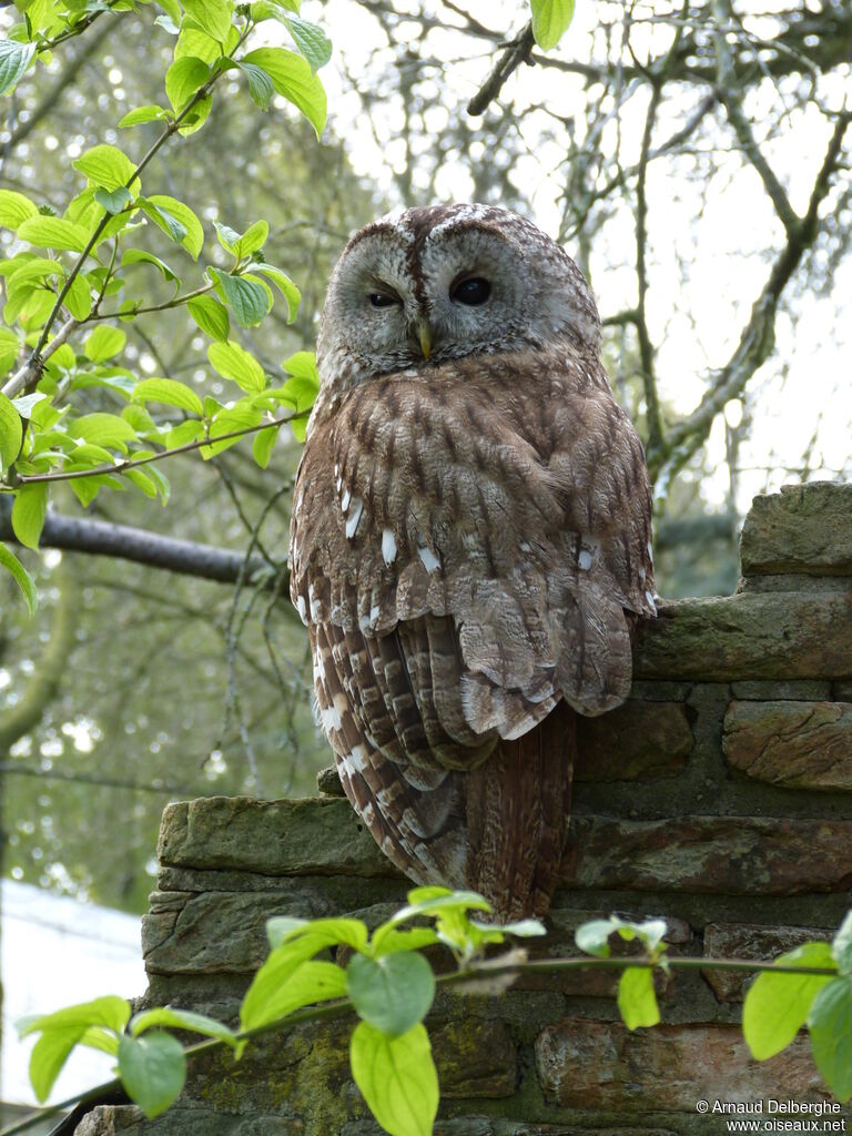 Tawny Owl