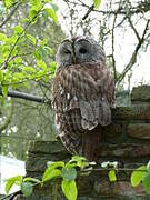 Tawny Owl