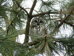 Tawny Owl