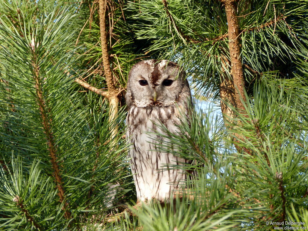 Tawny Owl