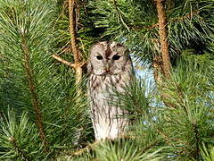 Tawny Owl