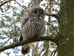 Great Grey Owl