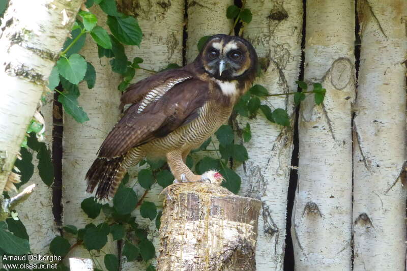 Brown Wood Owl, identification