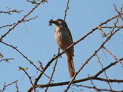 Collared Palm Thrush