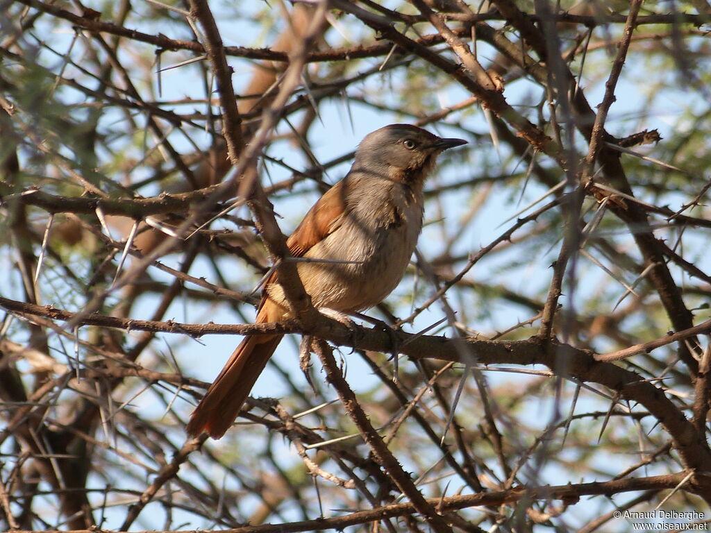 Collared Palm Thrush