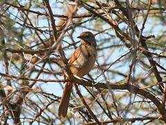 Collared Palm Thrush