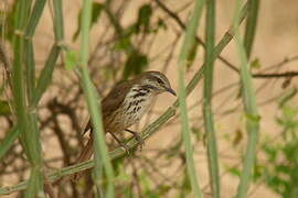 Spotted Palm Thrush