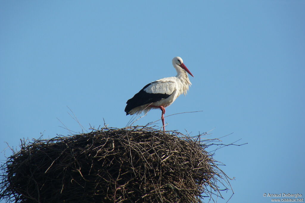 White Stork