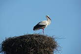 Cigogne blanche