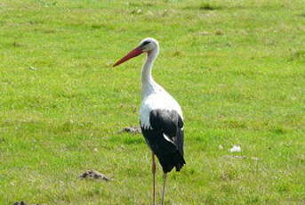 Cigogne blanche