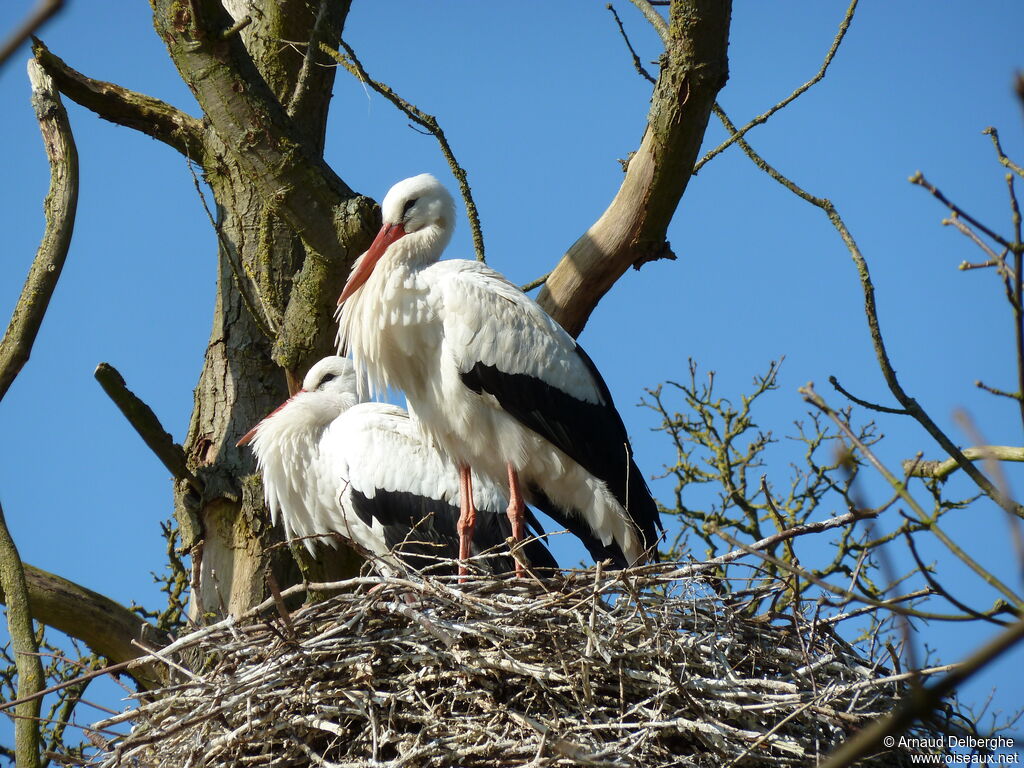 White Stork