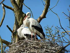 White Stork