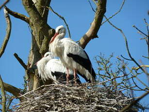 Cigogne blanche