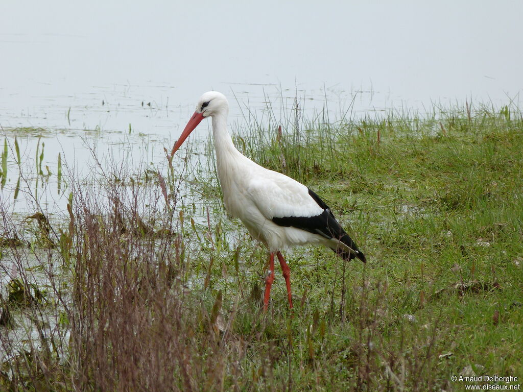 White Stork