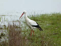 White Stork