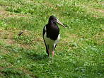 Cigogne d'Abdim