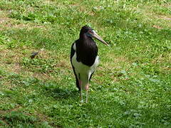 Abdim's Stork