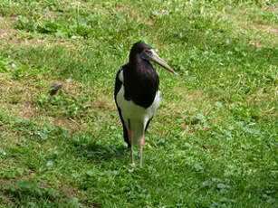 Cigogne d'Abdim