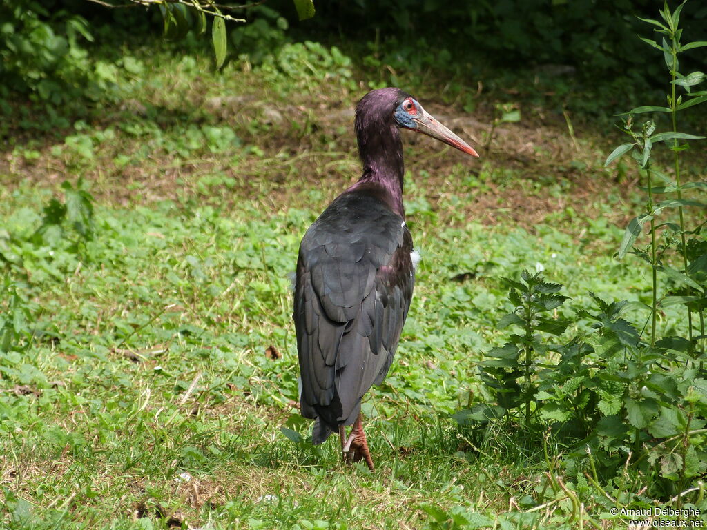 Cigogne d'Abdim