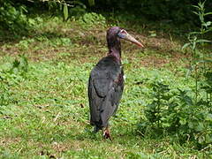 Abdim's Stork