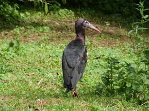 Cigogne d'Abdim