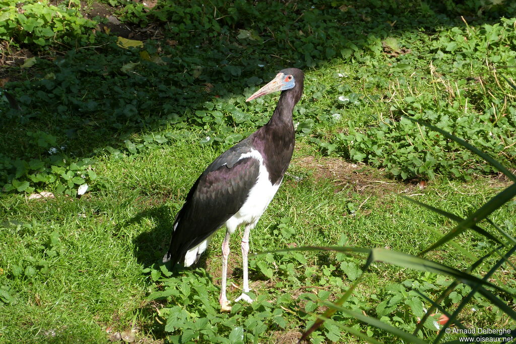 Cigogne d'Abdim