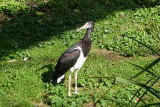 Cigogne d'Abdim