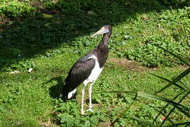 Abdim's Stork