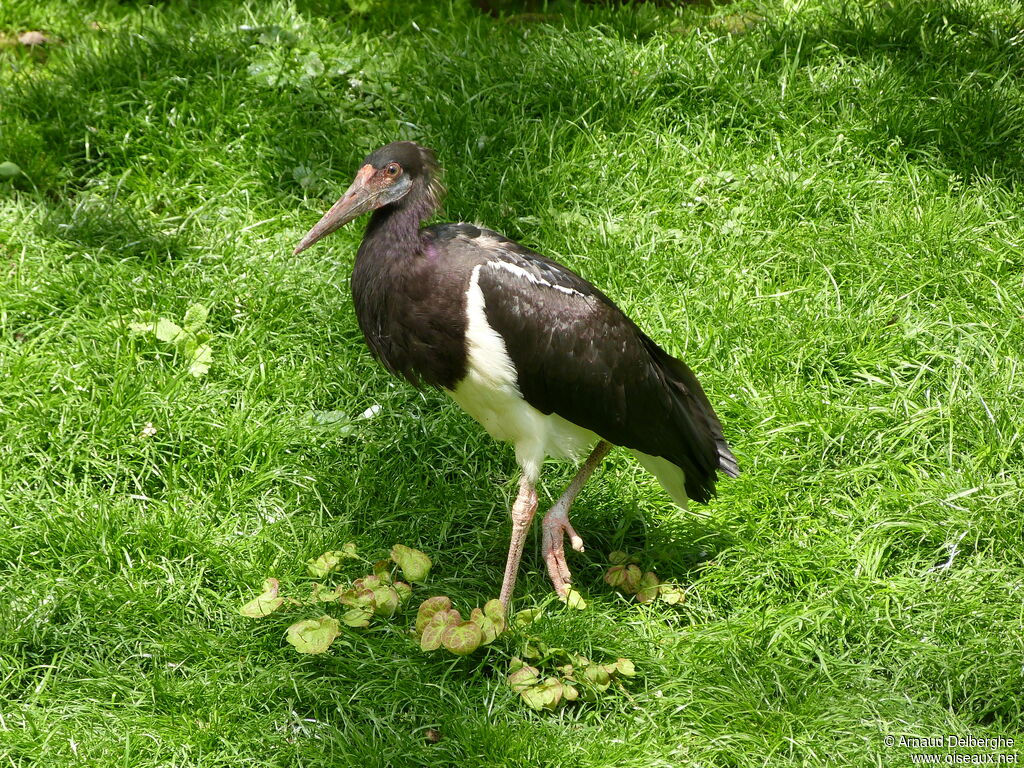 Abdim's Stork