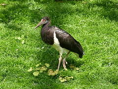 Cigogne d'Abdim