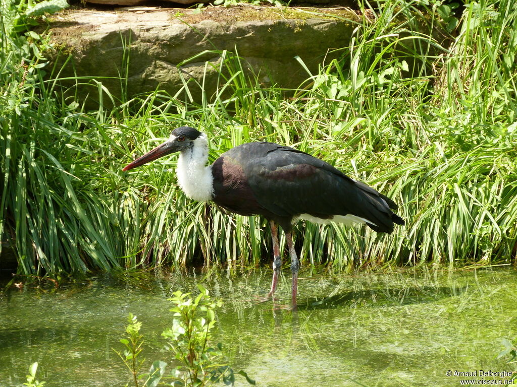 Cigogne épiscopale