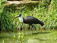 Woolly-necked Stork