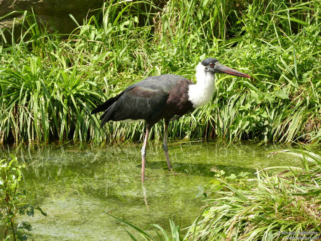 Woolly-necked Stork