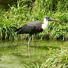 Cigogne épiscopale