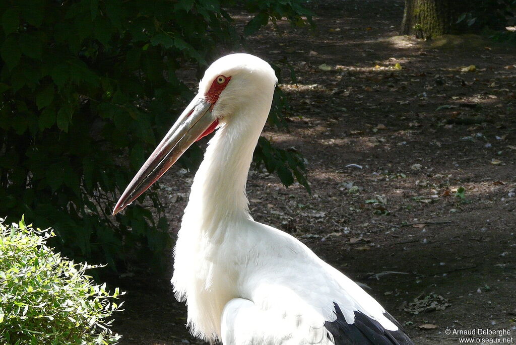 Cigogne maguari