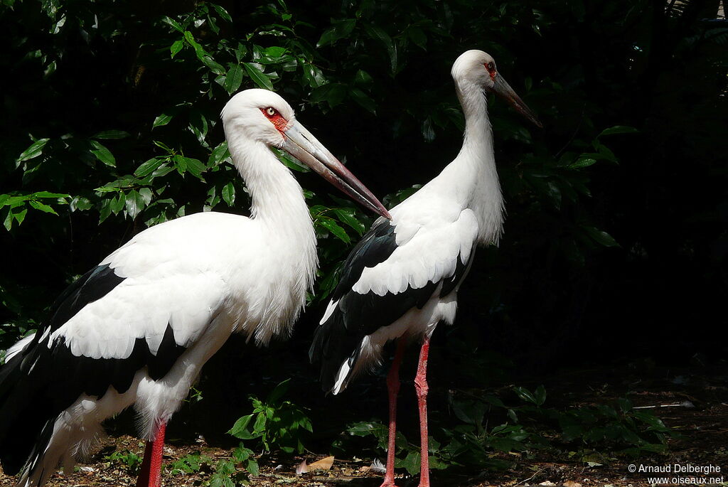 Maguari Stork